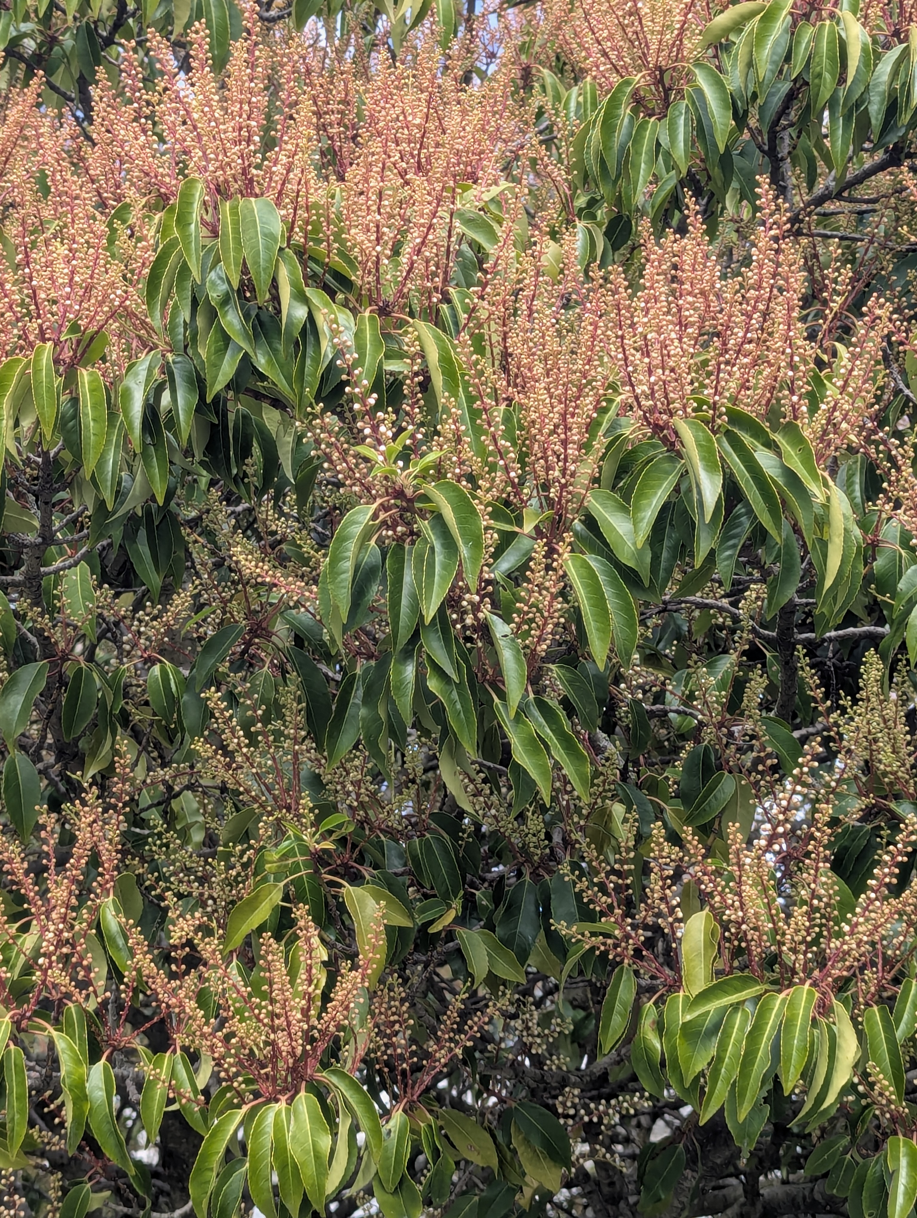 Birthday Trip to Canada, Victoria, Vancouver Island